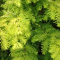 Metasequoia gliptostroboides "Golden Rush" - metasekvoja čínska